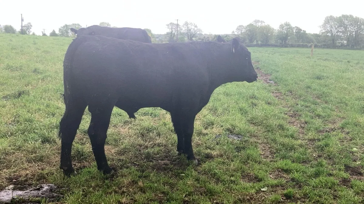5* AA Bulls - Image 4