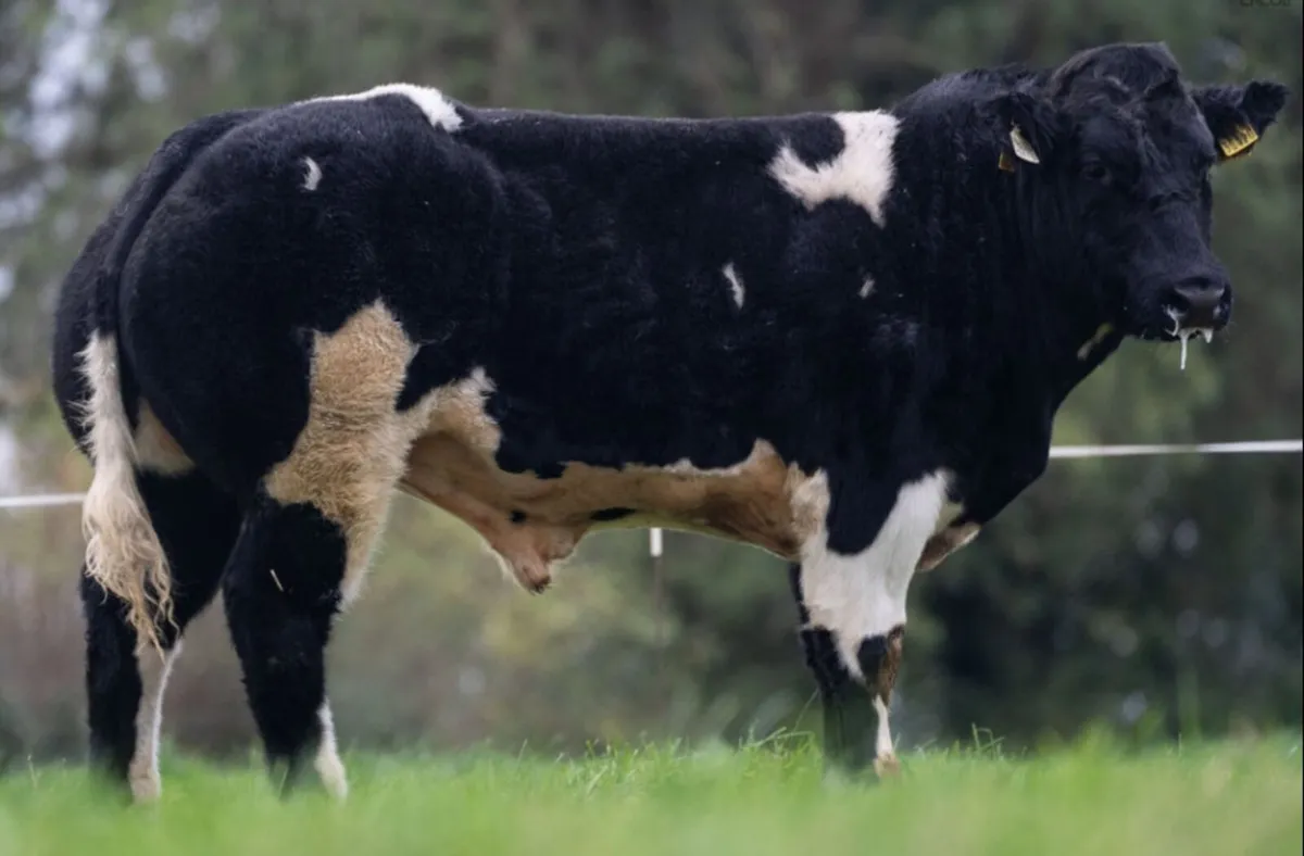 Bulls - Image 1