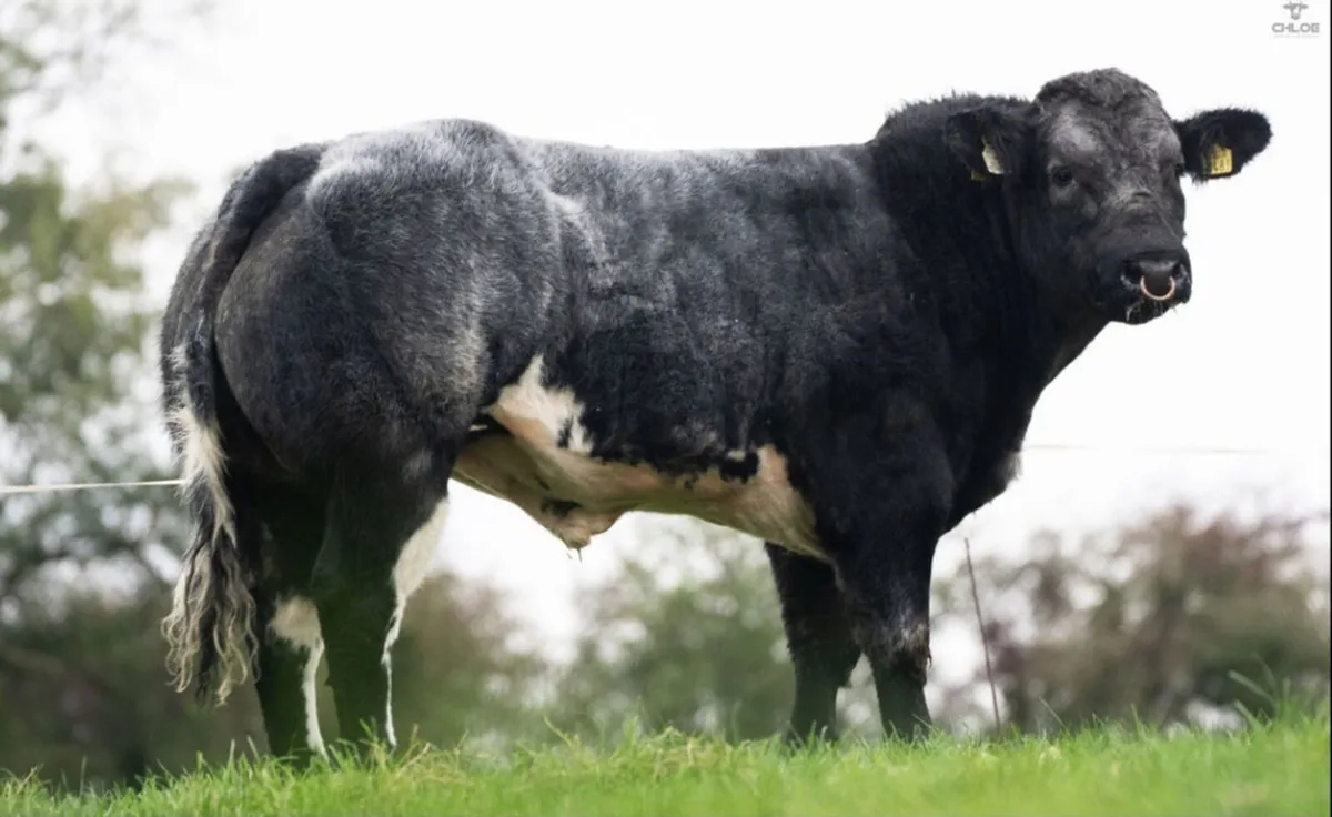 Bulls - Image 2