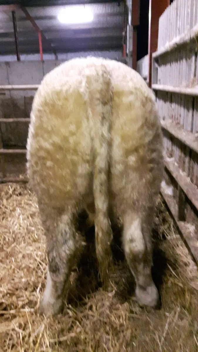 5 Star Purebred ch easy calfing son of Fiston - Image 1