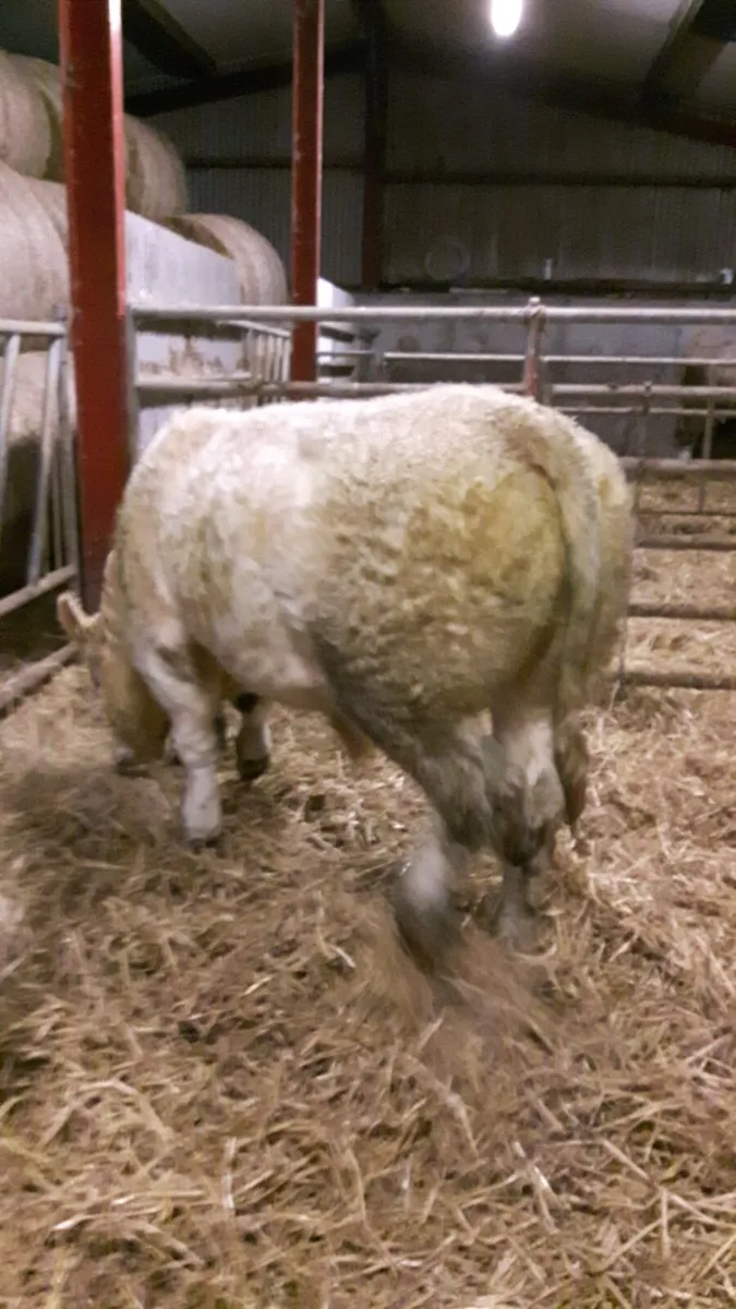 5 Star Purebred ch easy calfing son of Orbi - Image 2