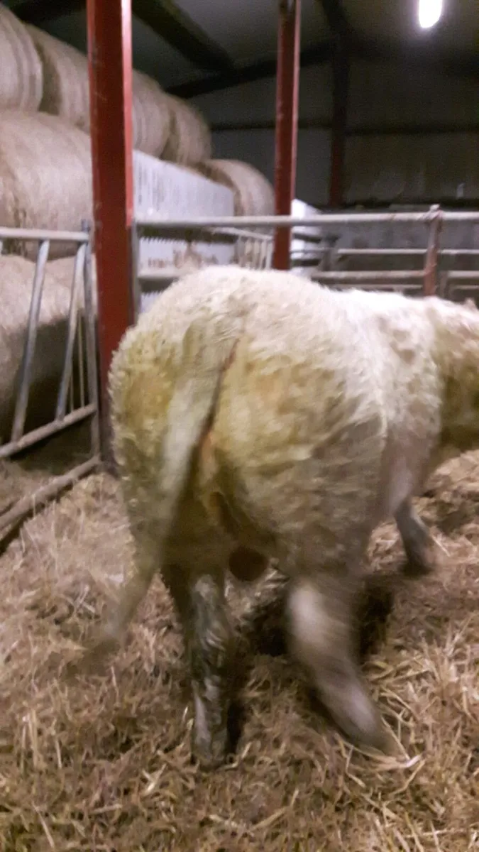 5 Star Purebred ch easy calfing son of Orbi - Image 3