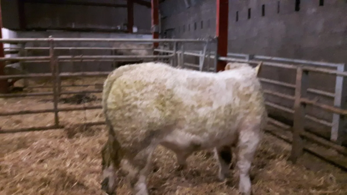 5 Star Purebred ch easy calfing son of Orbi - Image 4