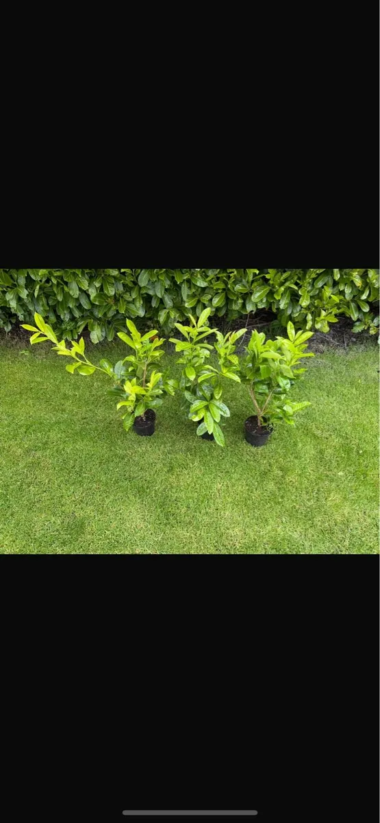 Laurel hedging