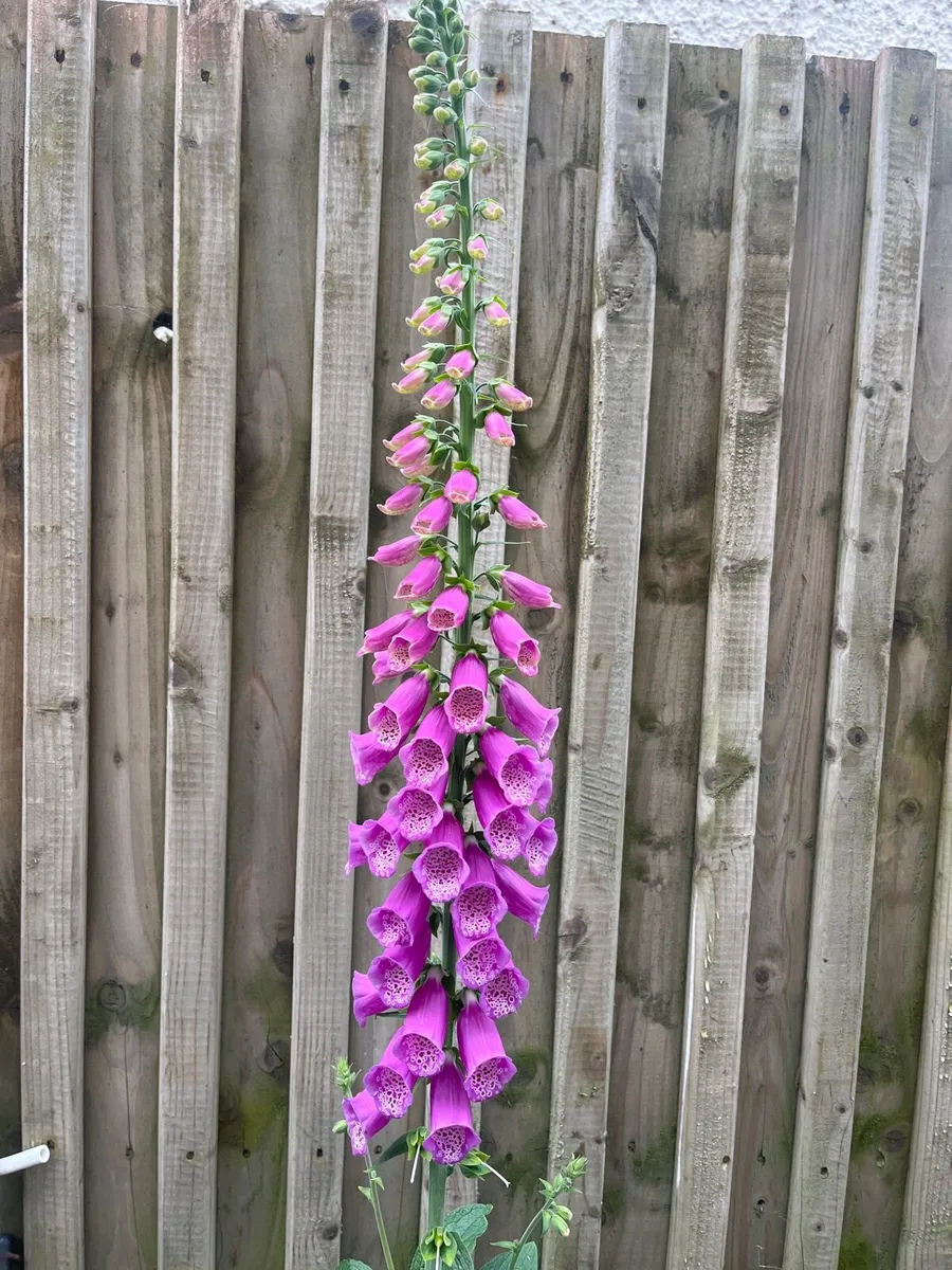 Foxglove plant in big pot - Image 2