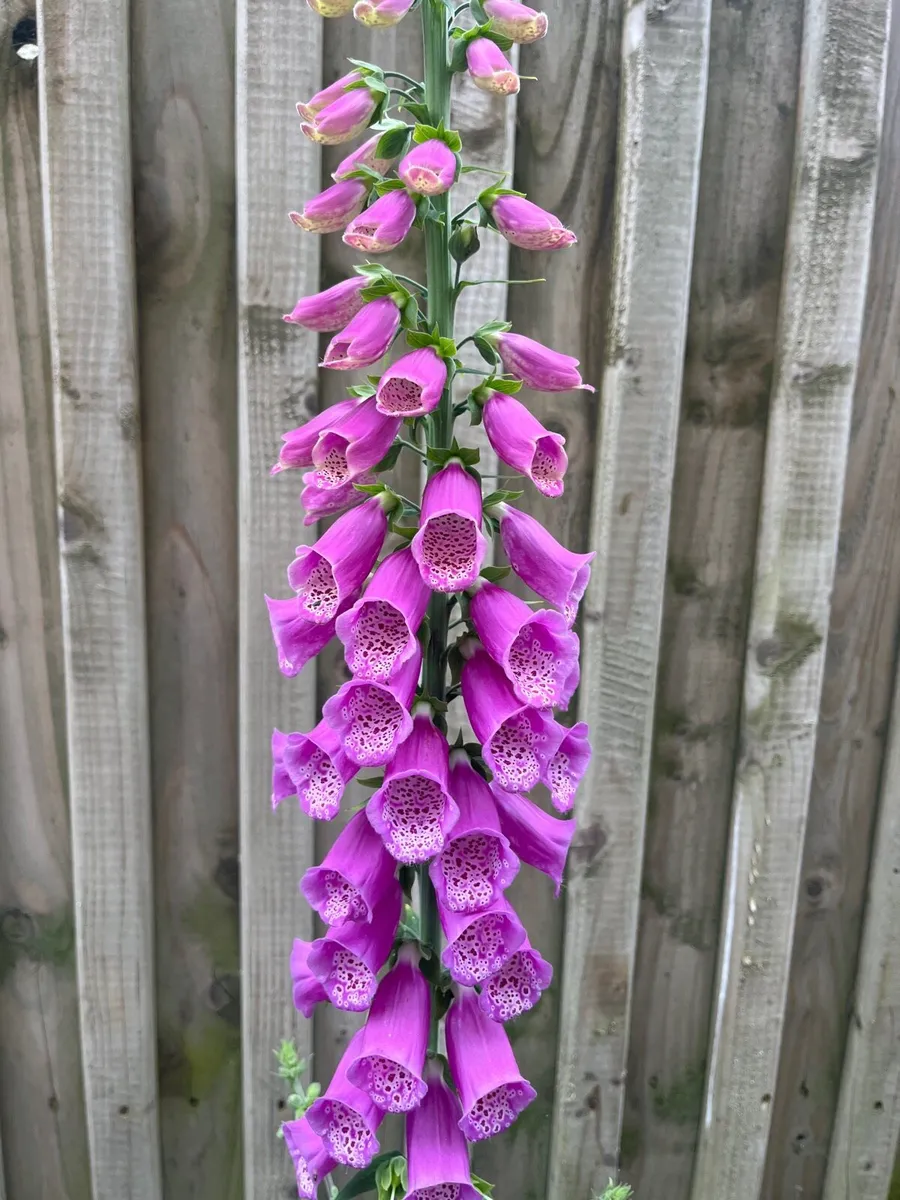 Foxglove plant in big pot - Image 1