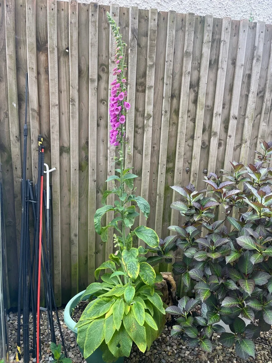 Foxglove plant in big pot - Image 3