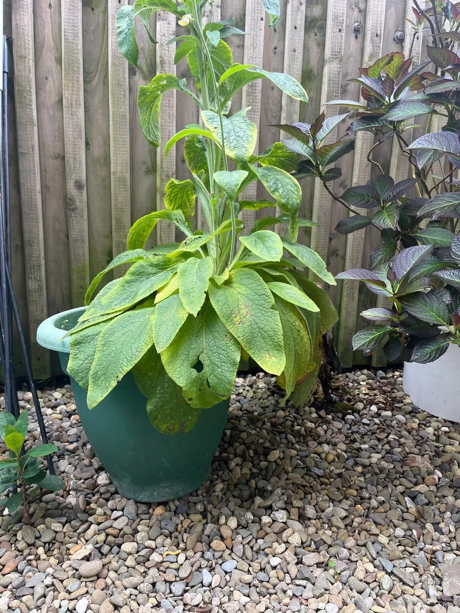 Foxglove plant in big pot - Image 4