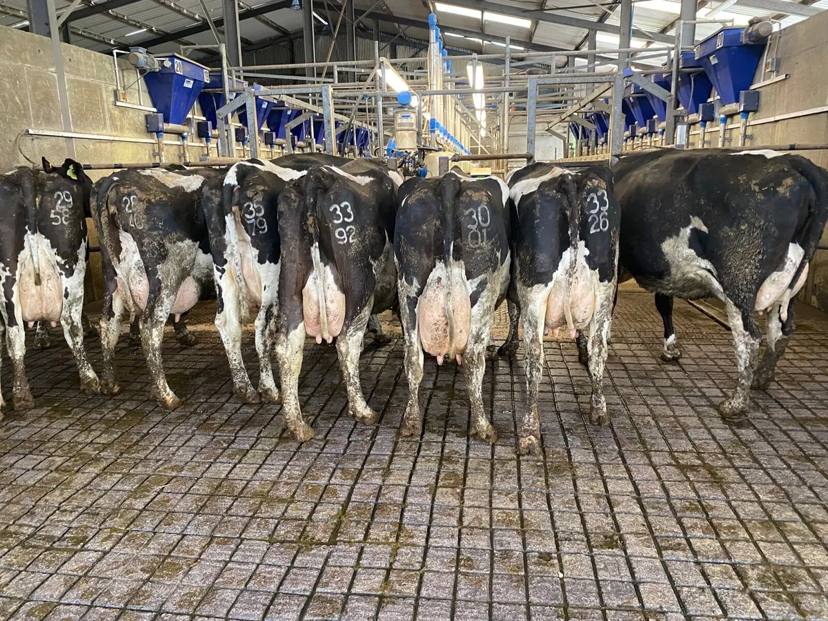 9 Cows - Image 1