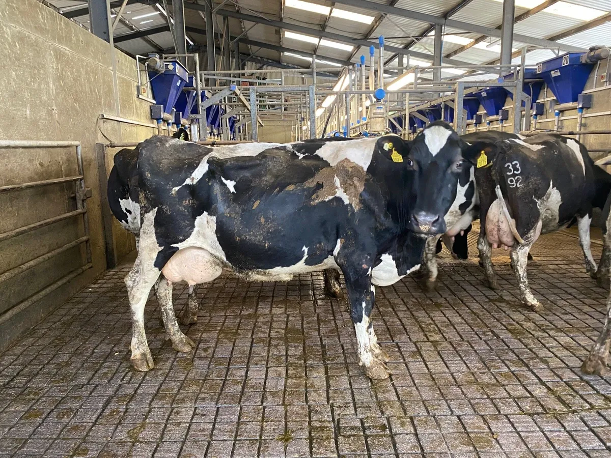 9 Cows - Image 2