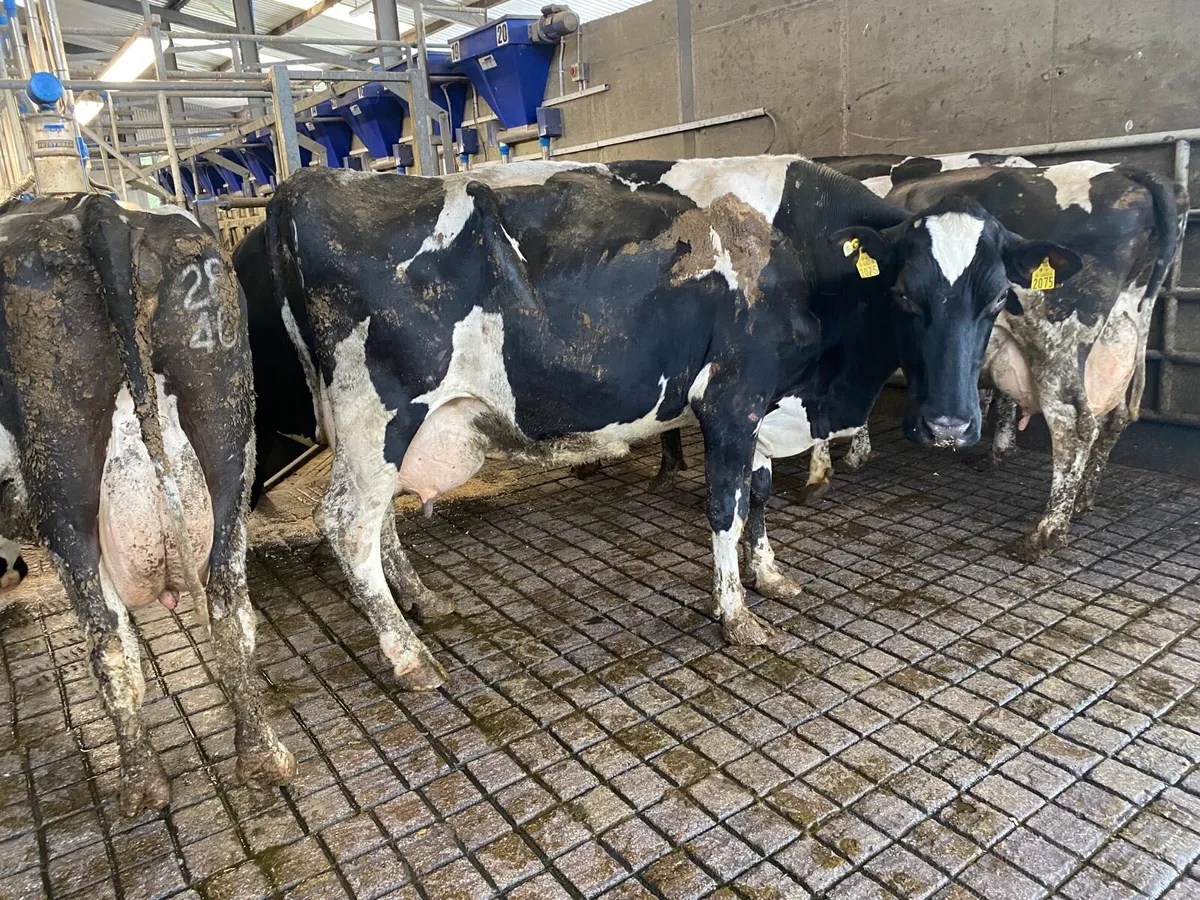 9 Cows - Image 4