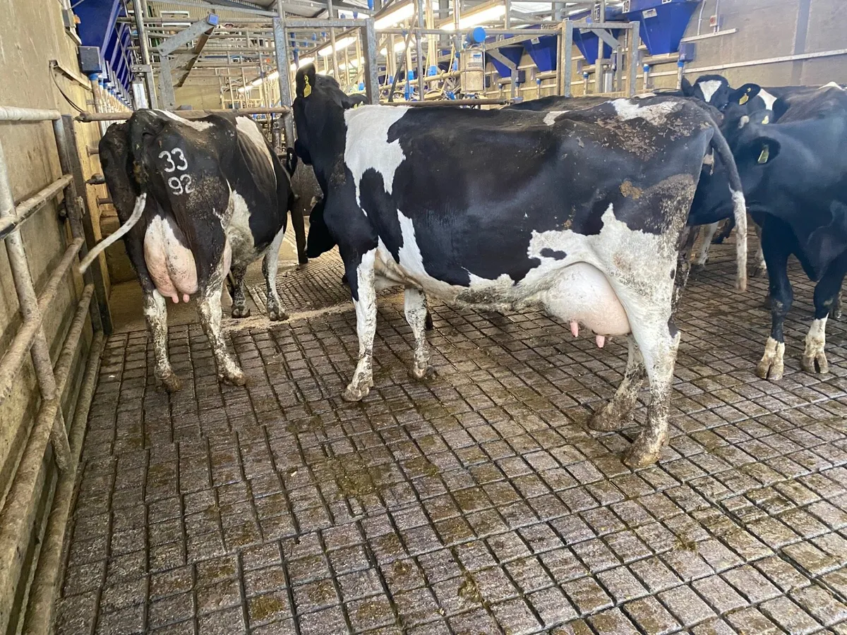 9 Cows - Image 3