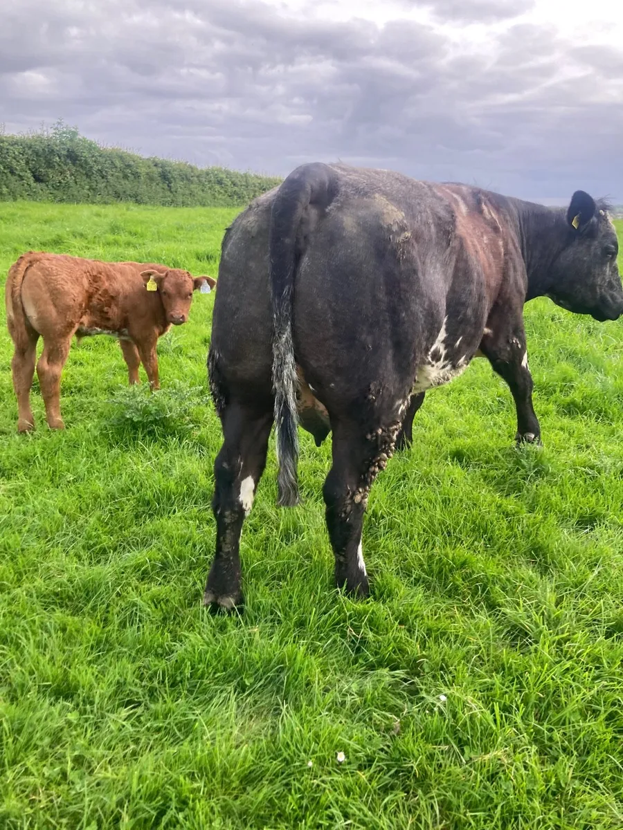 Beef cattle - Image 3