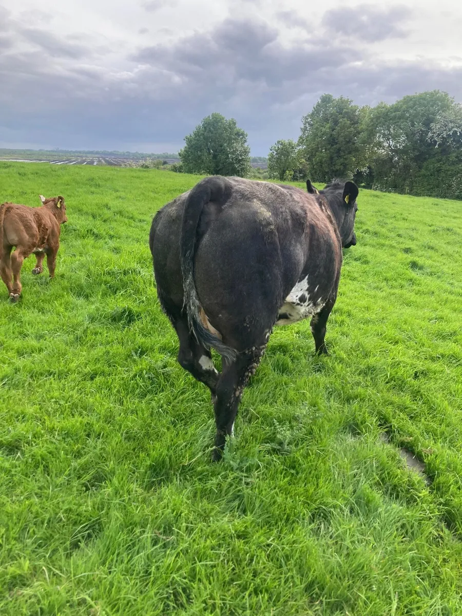 Beef cattle - Image 4