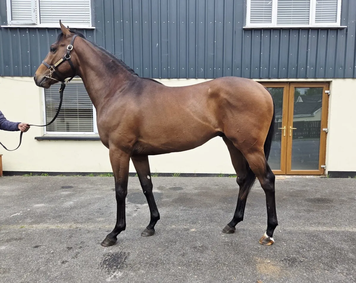 Horse - Image 1