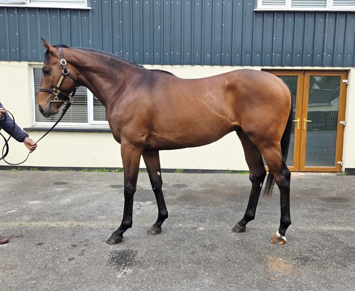 Horse - Image 4