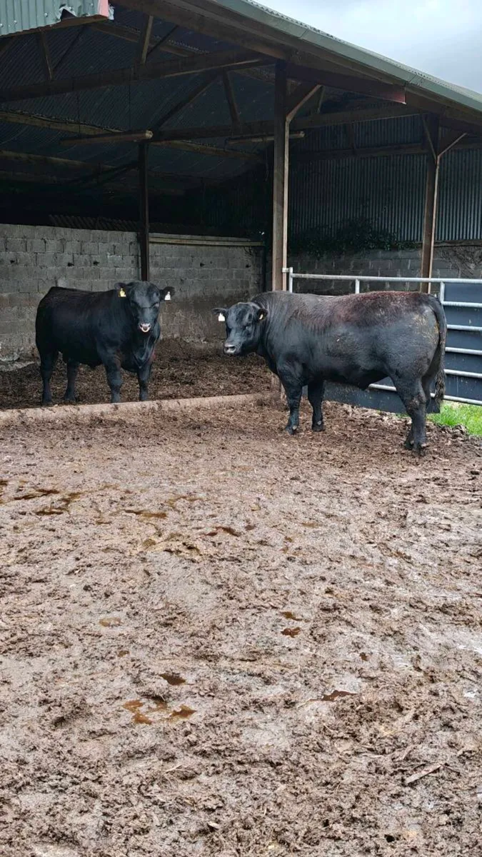 Bulls for sale,Carnaross Mart Dairy sale 27th May - Image 3