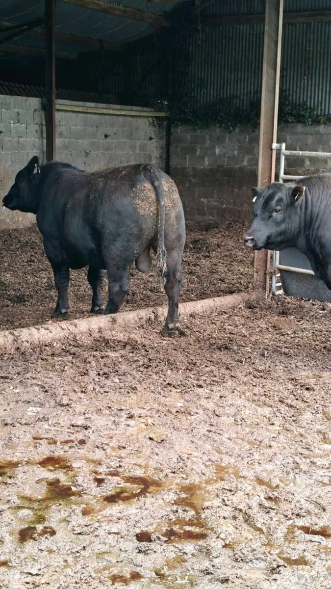Bulls for sale,Carnaross Mart Dairy sale 27th May - Image 2