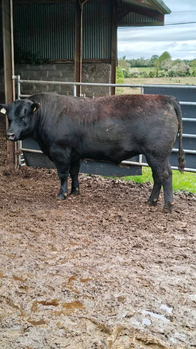 Bulls for sale,Carnaross Mart Dairy sale 27th May - Image 4
