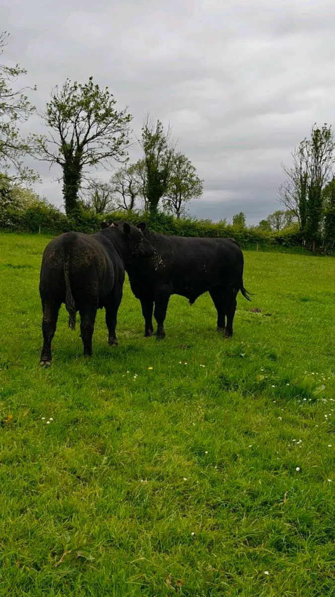 Bulls for sale,Carnaross Mart Dairy sale Tomorrow - Image 2