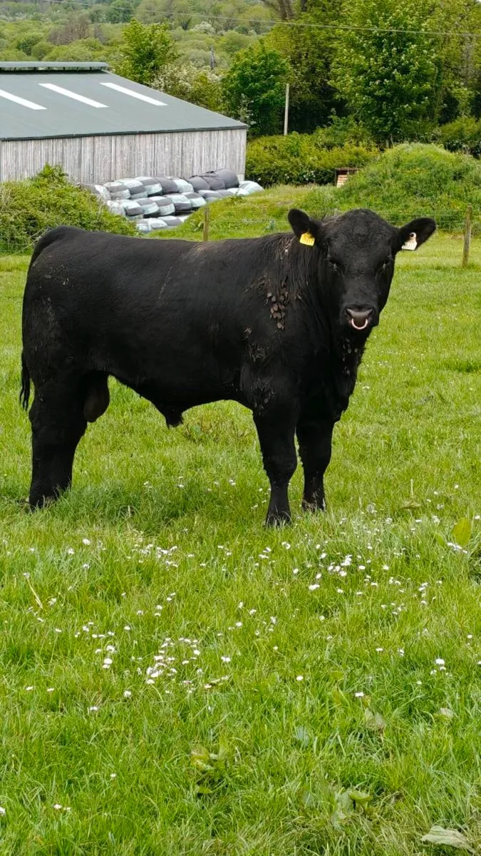 Hereford and Angus Bulls for sale - Image 4