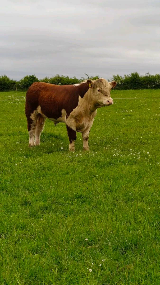 Bulls for sale,Carnaross Mart Dairy sale Tomorrow - Image 3
