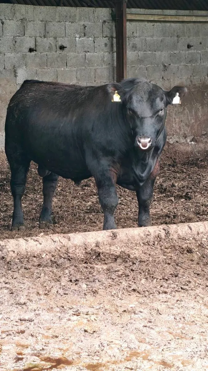 Bulls for sale,Carnaross Mart Dairy sale 27th May - Image 1