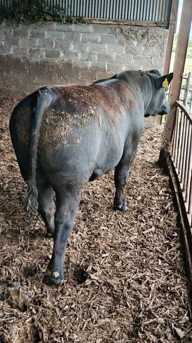Bulls for sale,Carnaross Mart Dairy sale Tomorrow - Image 1