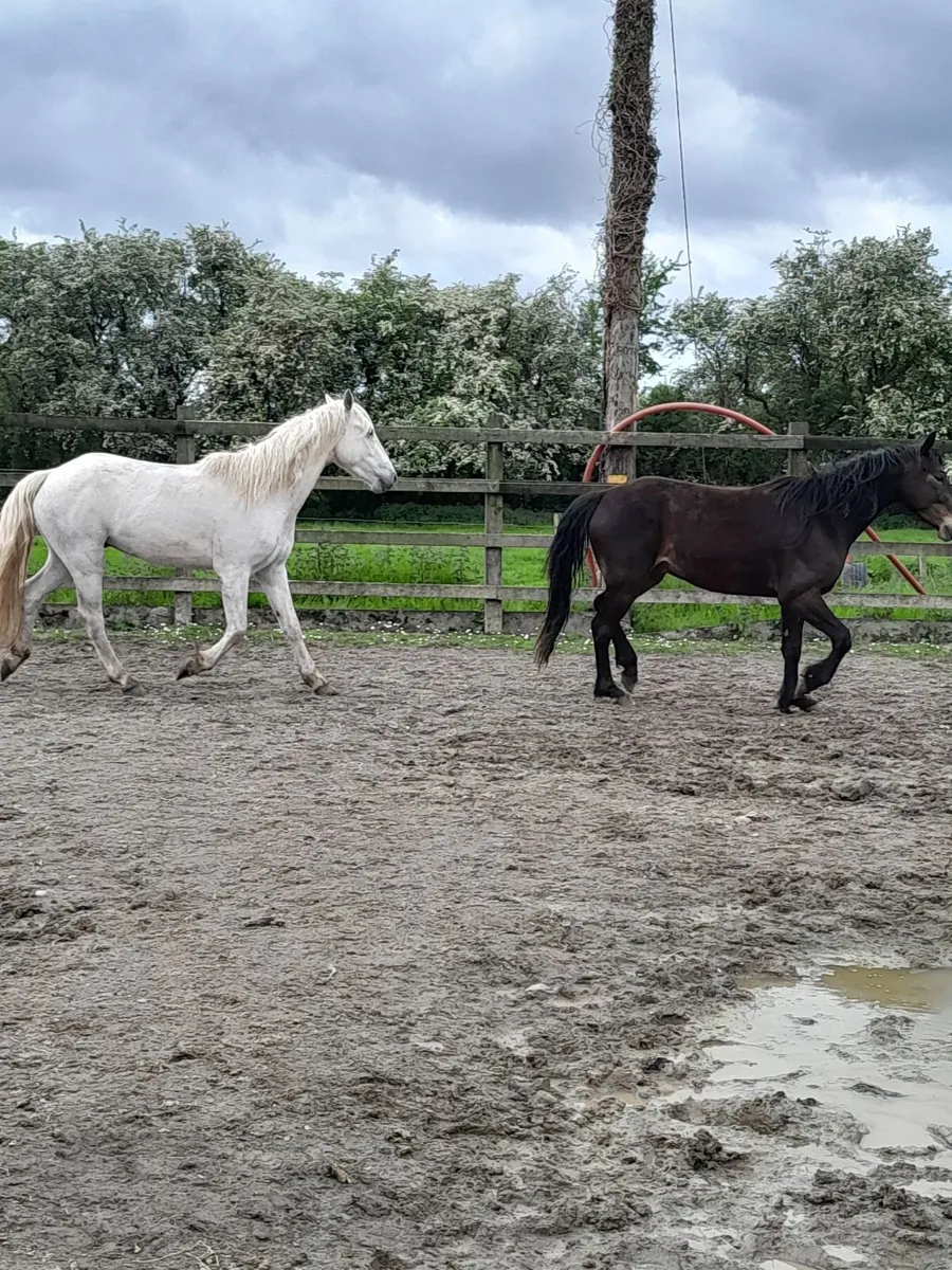 **2 3 year old geldings** - Image 3