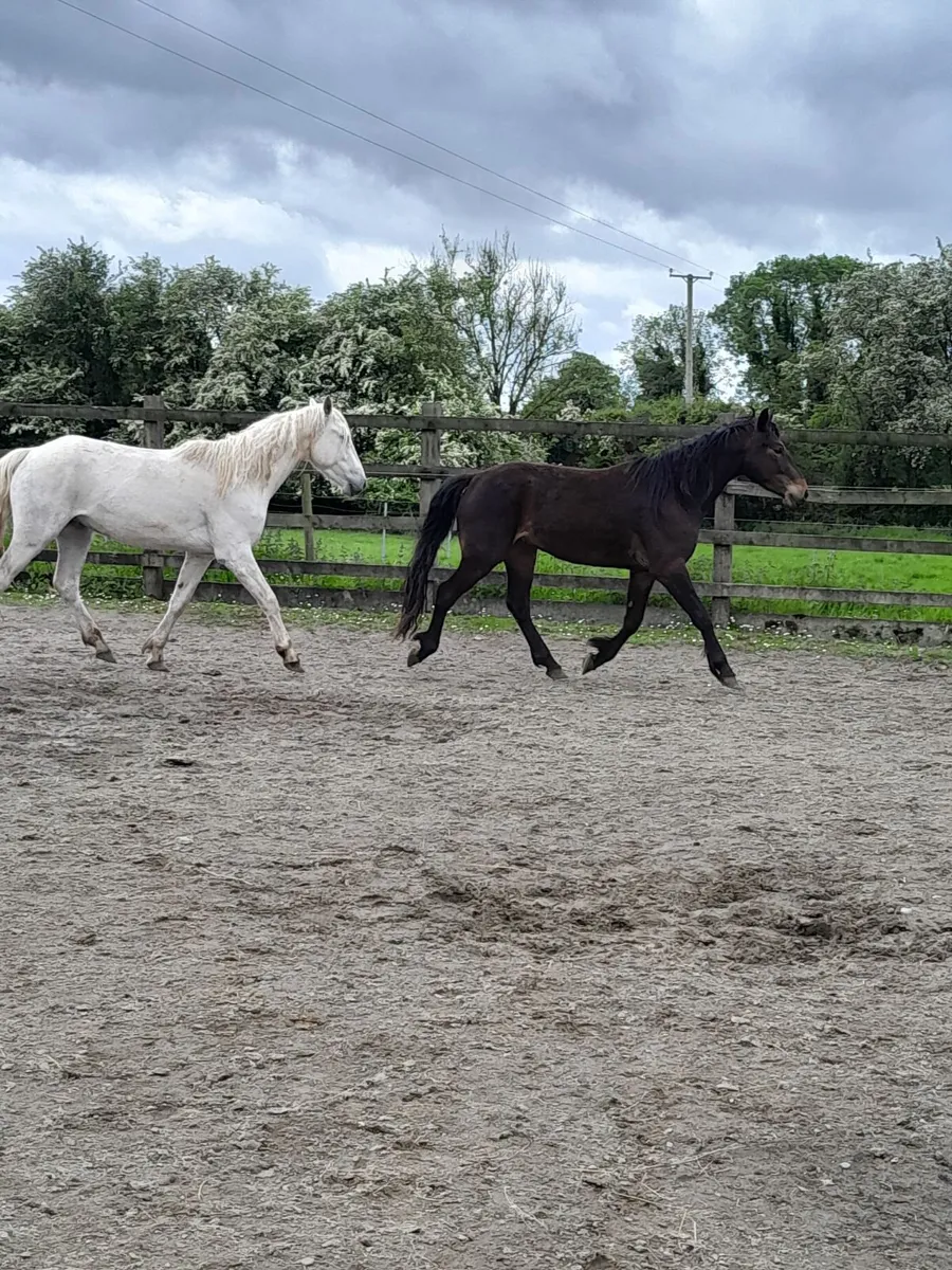 **2 3 year old geldings** - Image 1