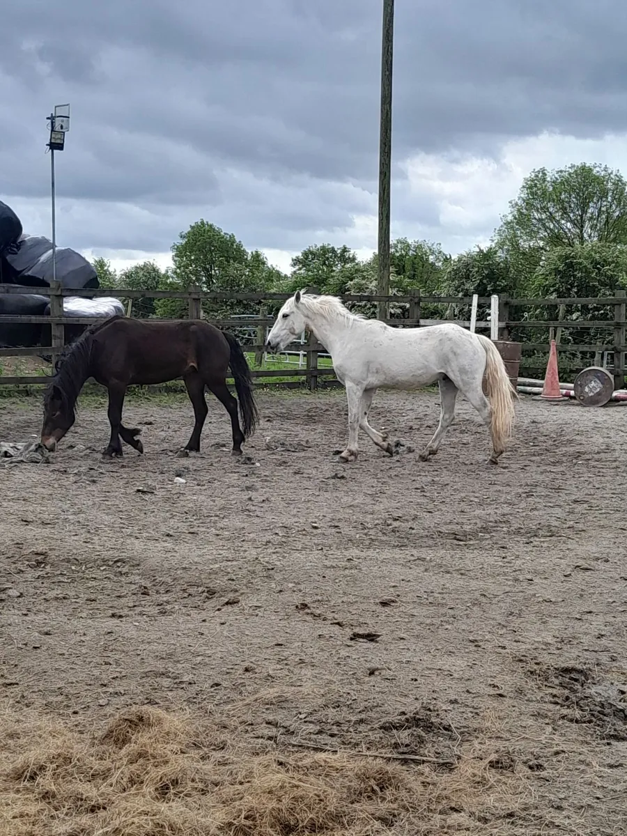 **2 3 year old geldings** - Image 2