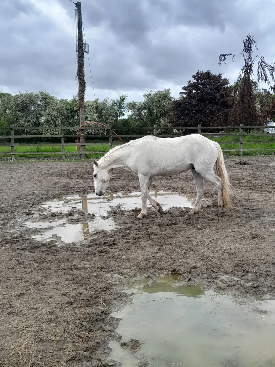 **2 3 year old geldings** - Image 4
