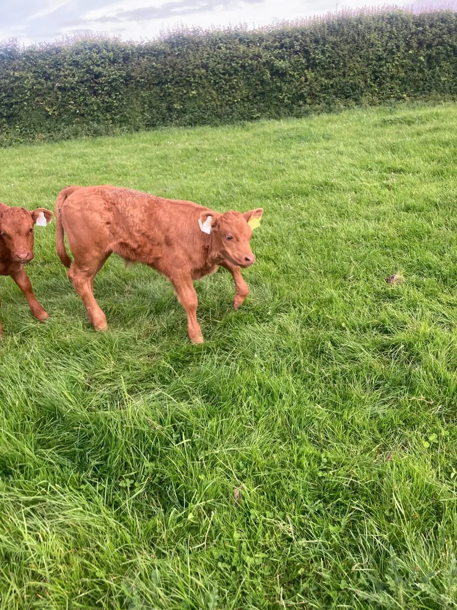 Beef cattle - Image 1