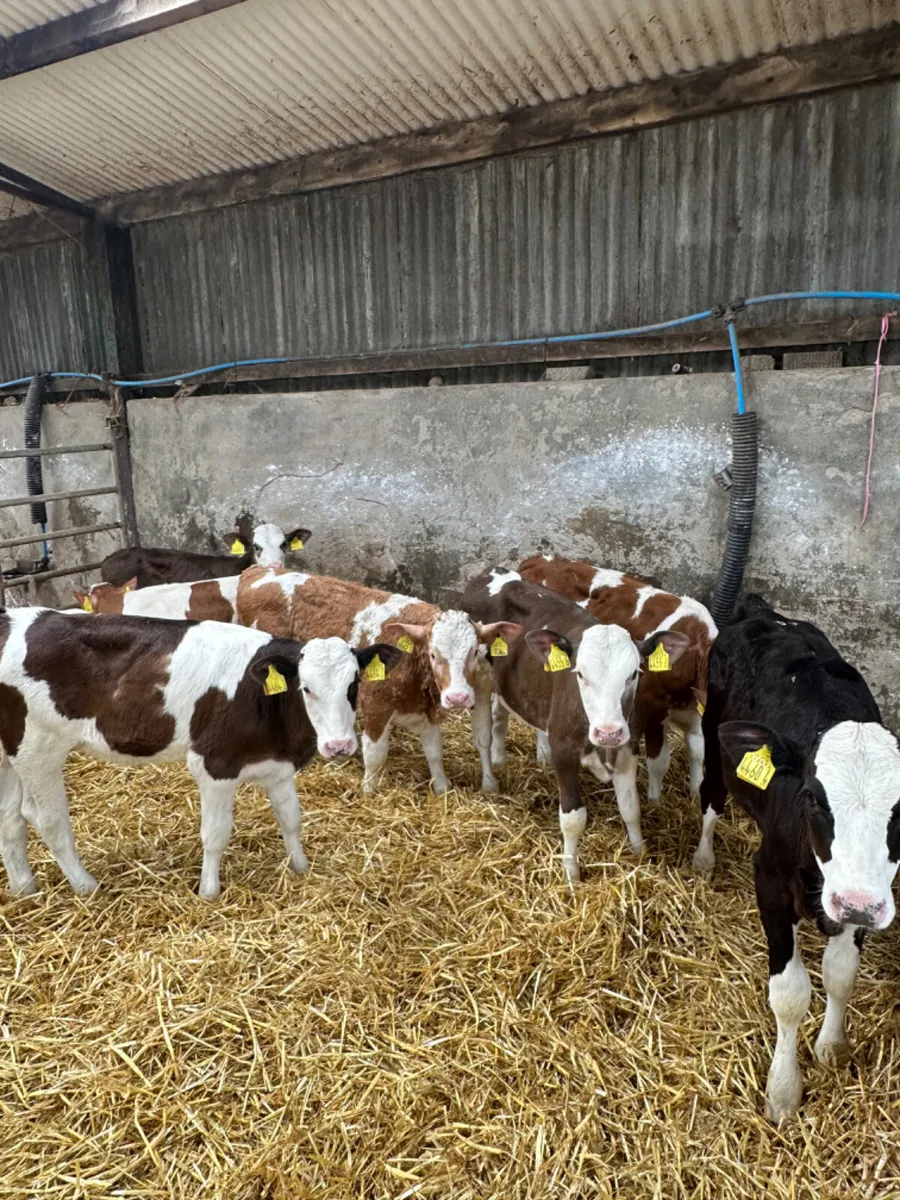 Correct Fkv heifers - Image 3