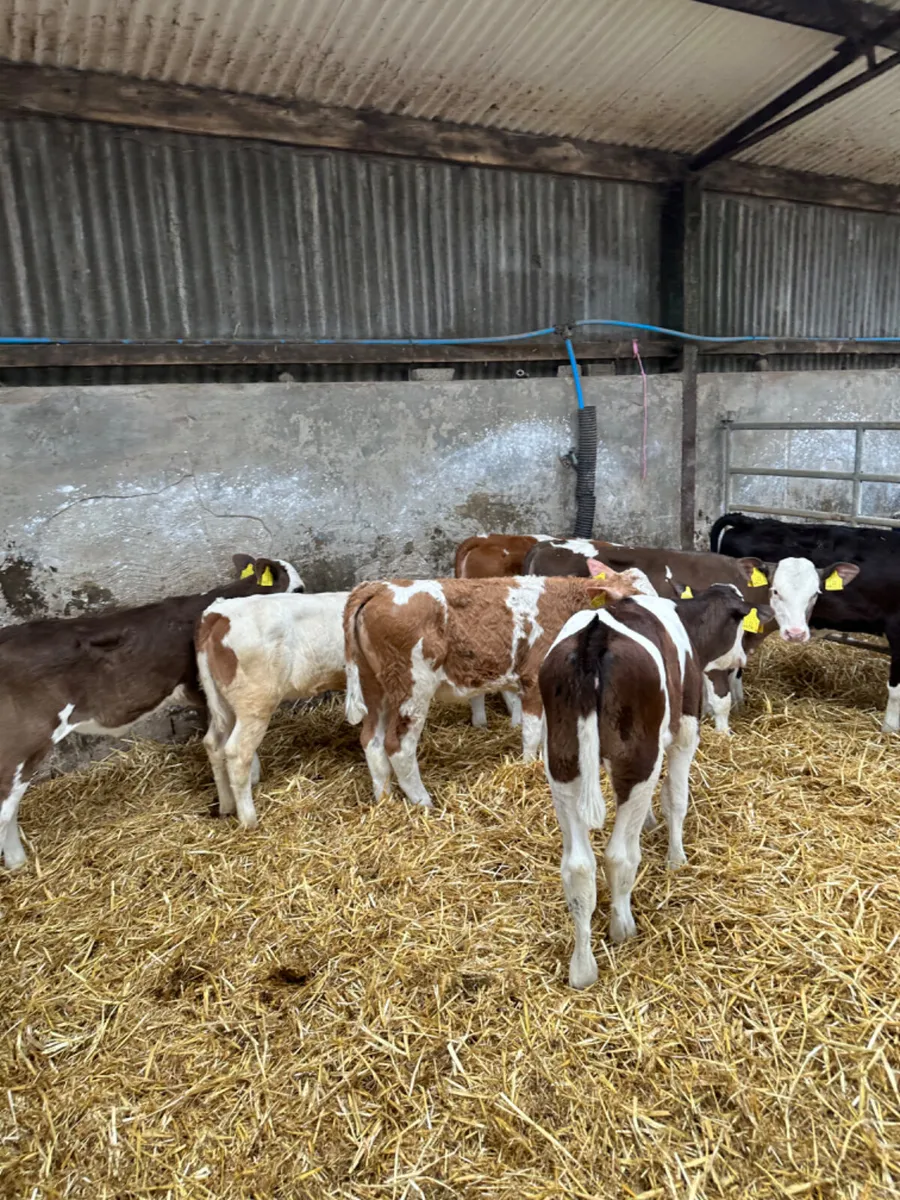 Correct Fkv heifers - Image 4