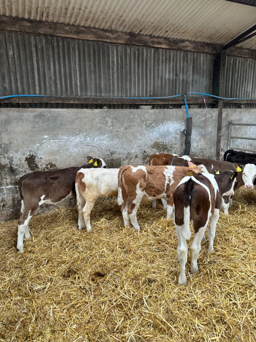 Correct Fkv heifers - Image 2