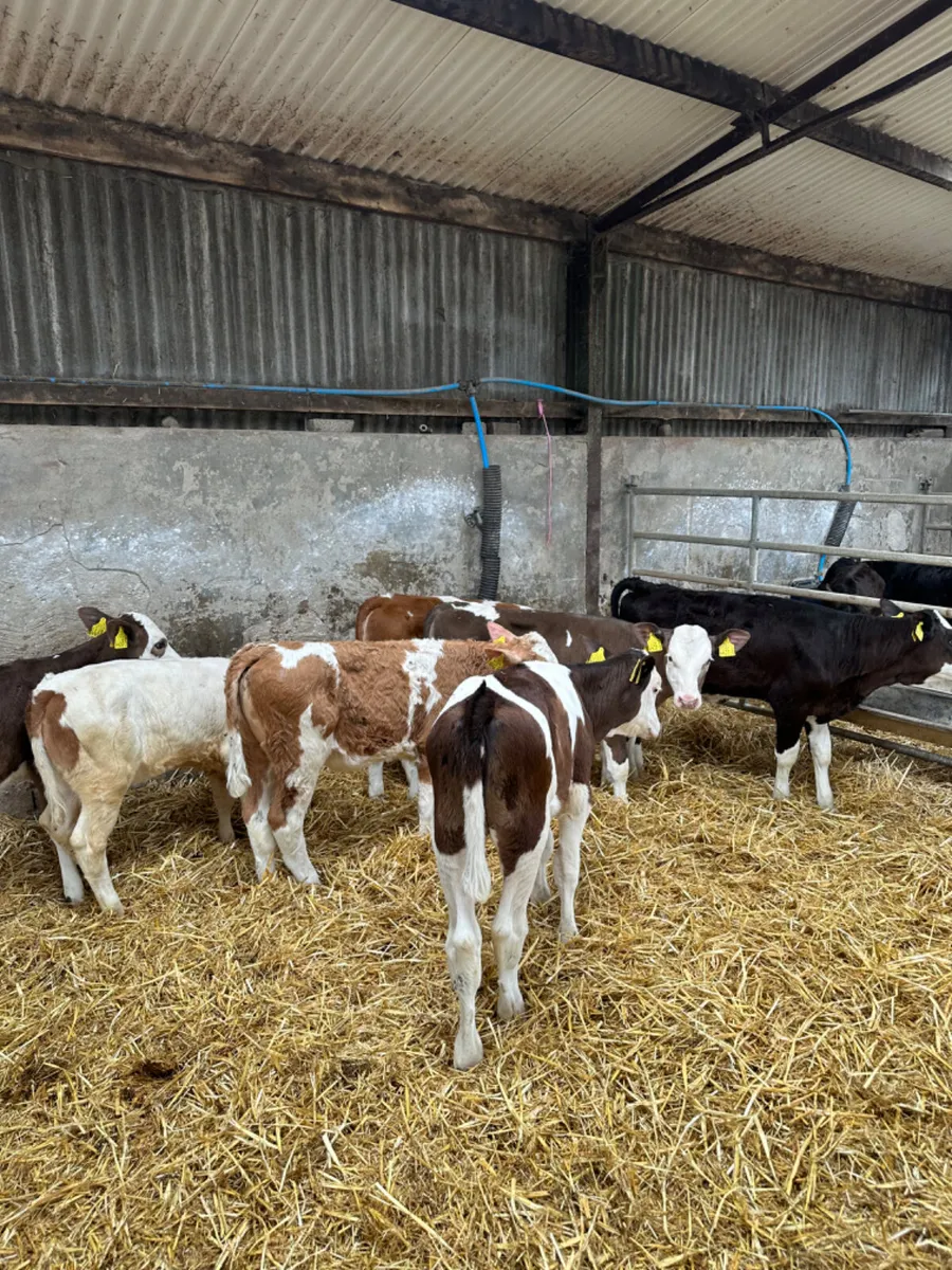 Correct Fkv heifers - Image 1
