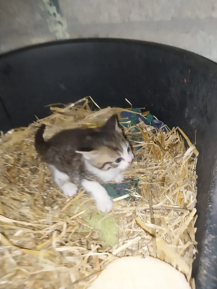 Kittens - Image 4