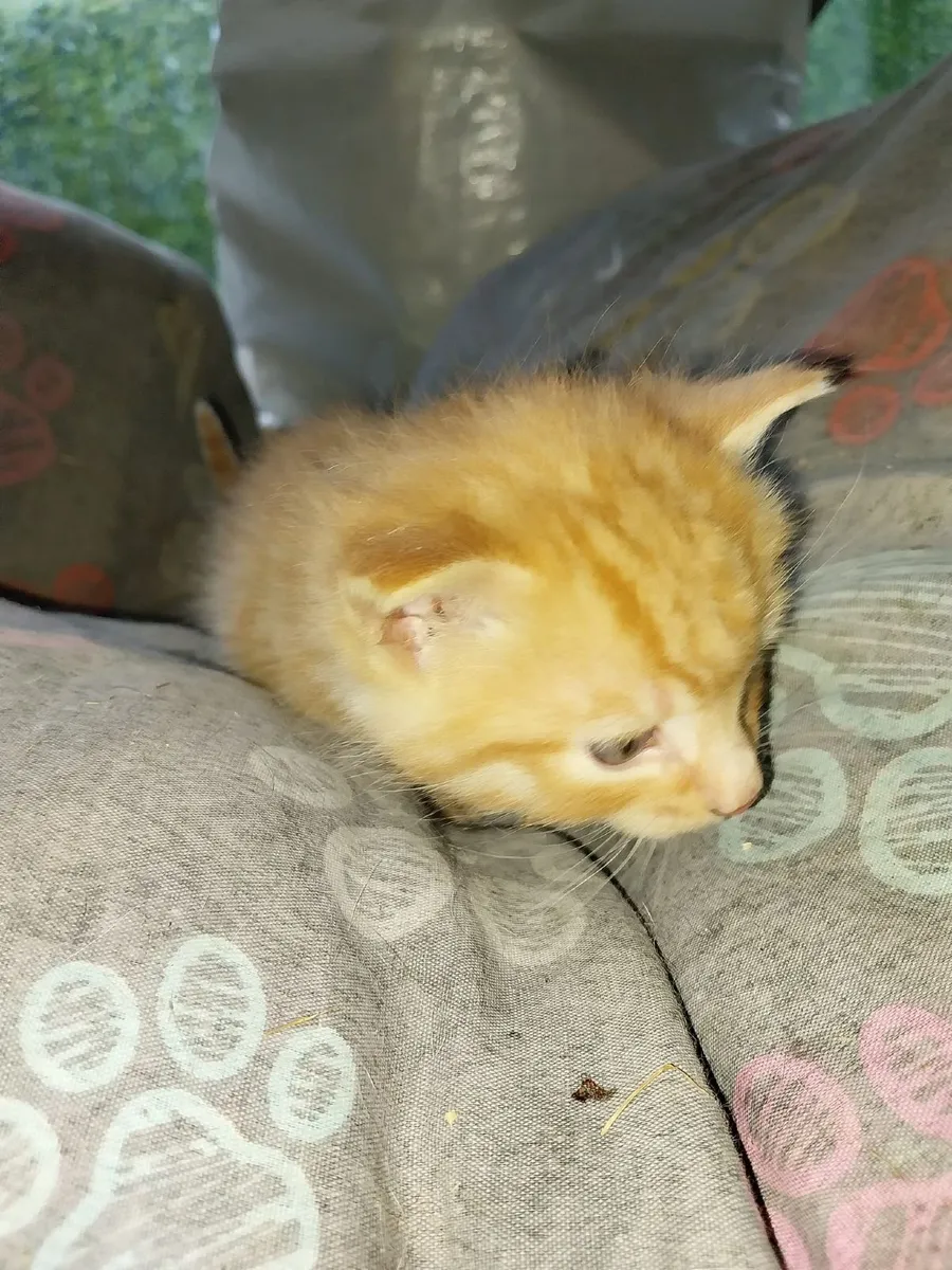 Kittens - Image 2
