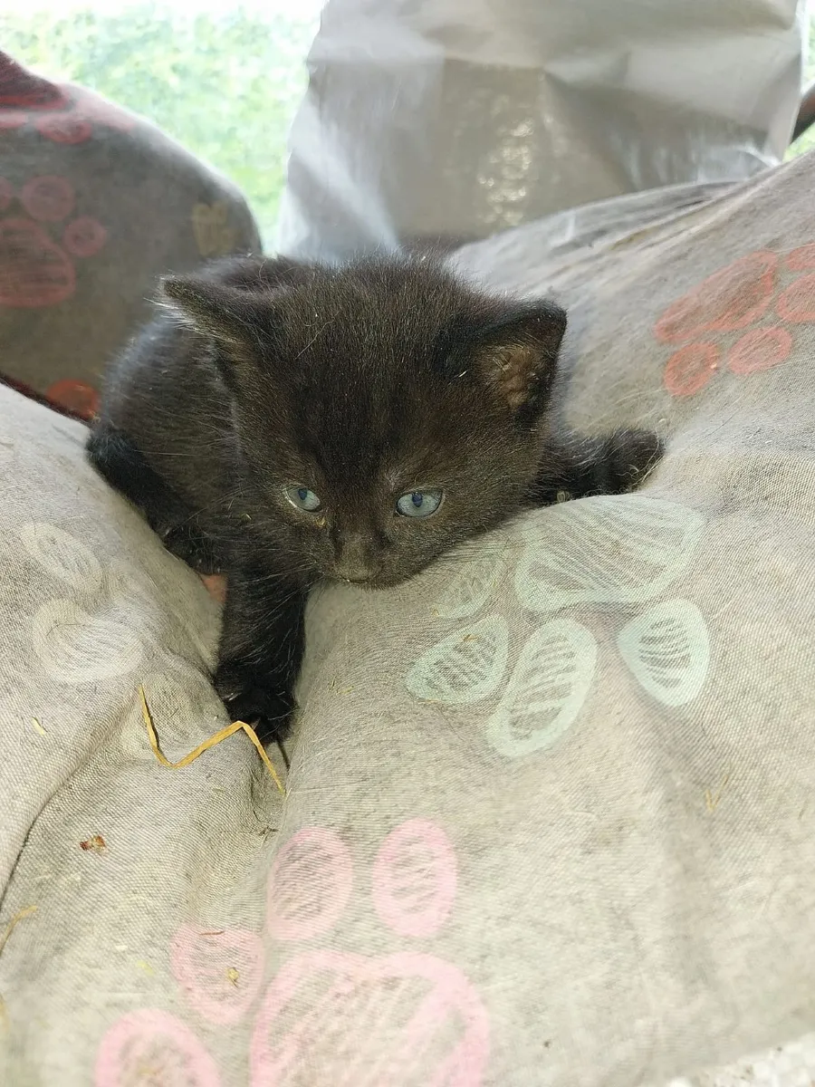 Kittens - Image 3