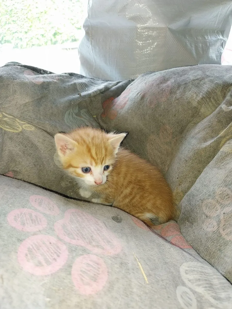 Kittens - Image 1