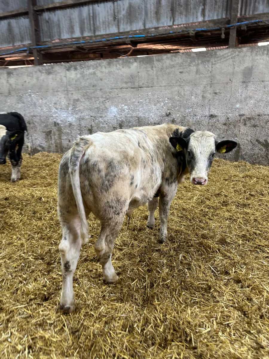 Bulls - Image 2