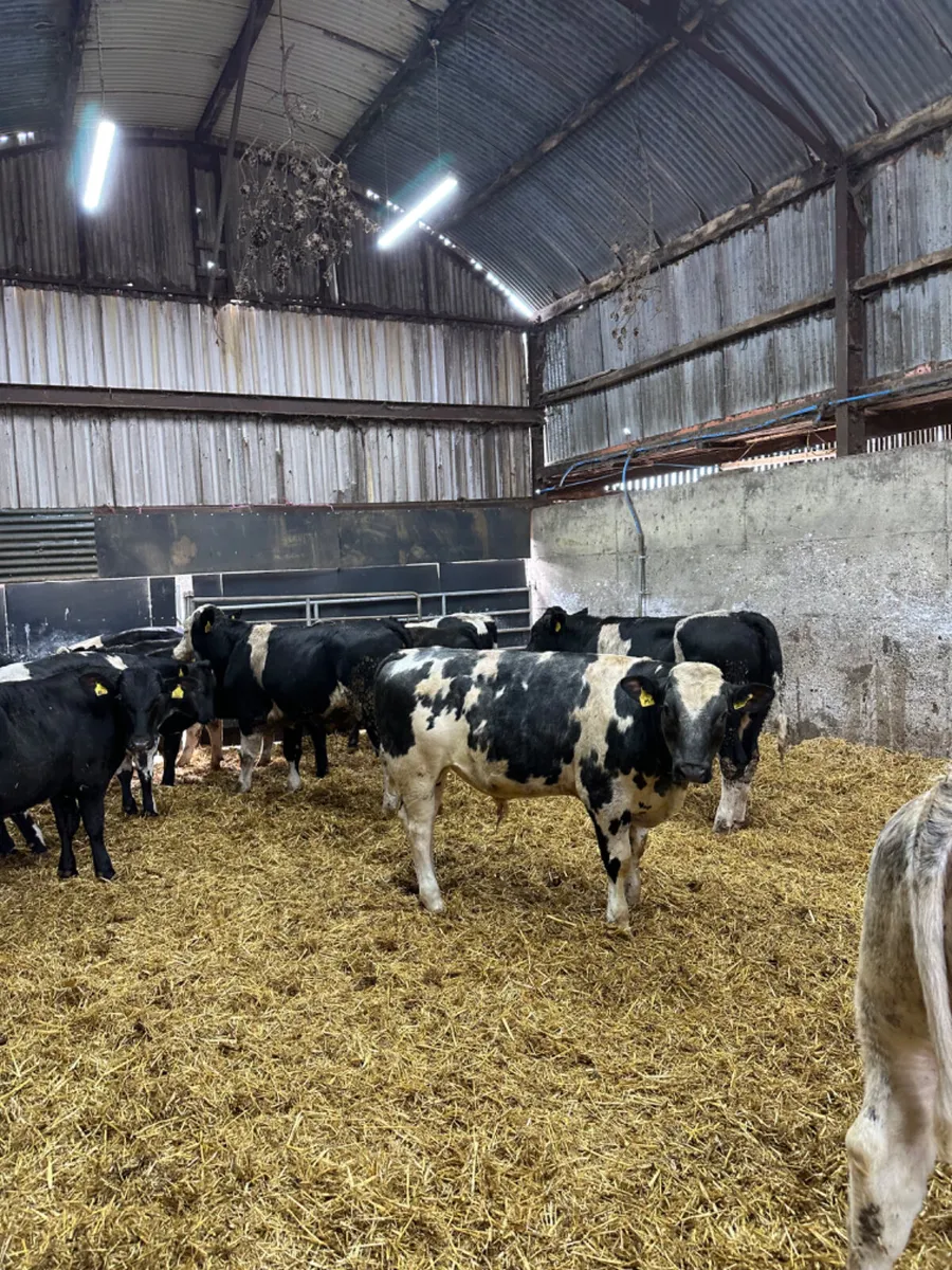 Bulls - Image 1