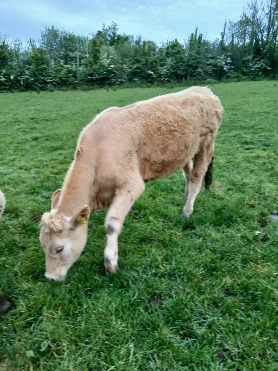 Heifers - Image 2