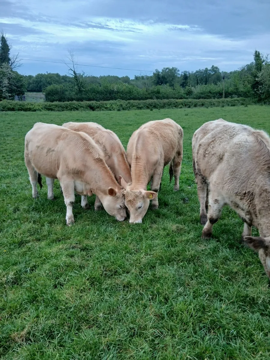 Heifers - Image 1