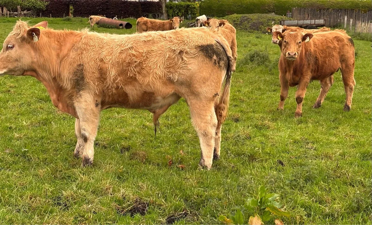 Charolais Weanlings - Image 3