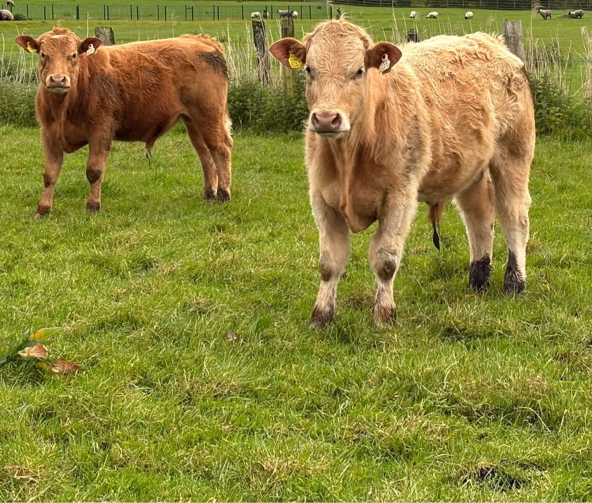 Charolais Weanlings - Image 4
