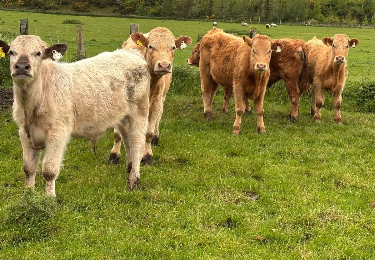 Charolais Weanlings - Image 2
