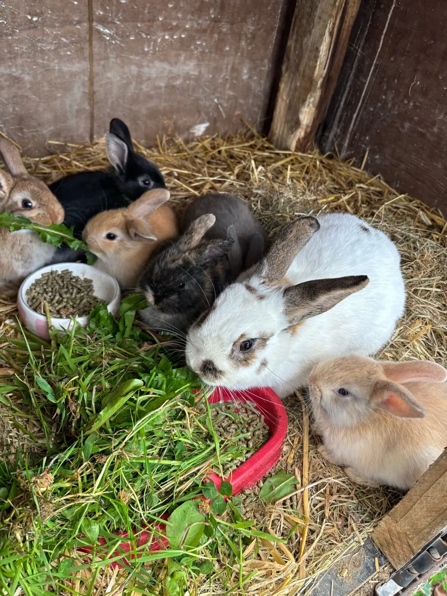Rabbits - Image 1