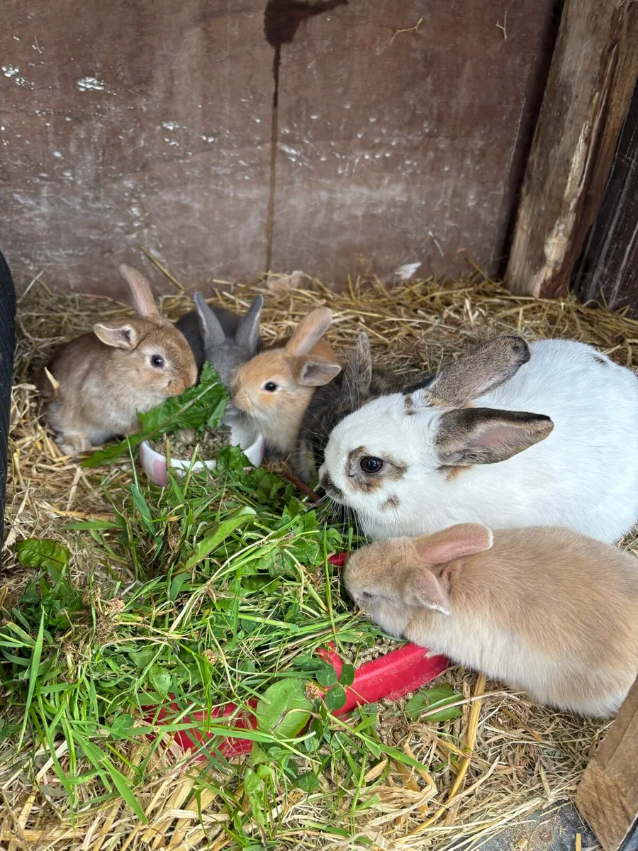 Rabbits - Image 2